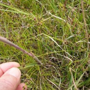 Thelymitra pauciflora at Kambah, ACT - 1 Nov 2021