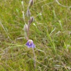 Thelymitra pauciflora at Kambah, ACT - 1 Nov 2021