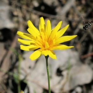 Microseris walteri at Chiltern, VIC - 30 Oct 2021