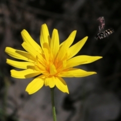 Microseris walteri at Chiltern, VIC - 30 Oct 2021