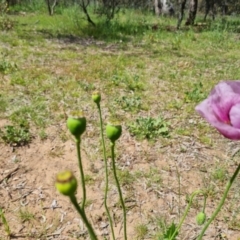 Papaver somniferum subsp. setigerum (Opium Poppy) at Ainslie, ACT - 3 Nov 2021 by Mike