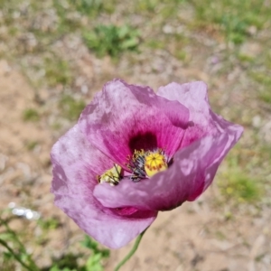 Papaver somniferum subsp. setigerum at Ainslie, ACT - 3 Nov 2021