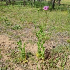 Papaver somniferum subsp. setigerum at Ainslie, ACT - 3 Nov 2021