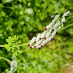 Fumaria capreolata (White Fumitory) at Mount Ainslie - 3 Nov 2021 by Mike