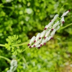Fumaria capreolata (White Fumitory) at Ainslie, ACT - 3 Nov 2021 by Mike