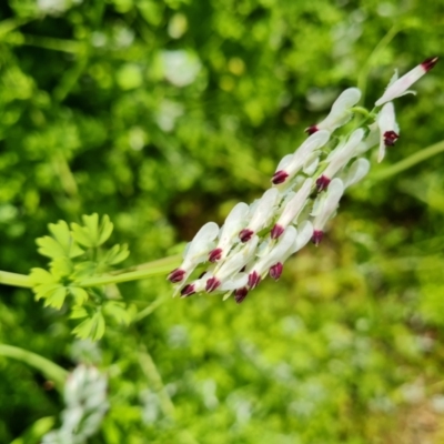 Fumaria capreolata (White Fumitory) at Ainslie, ACT - 3 Nov 2021 by Mike