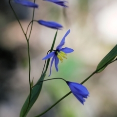 Stypandra glauca (Nodding Blue Lily) at Chiltern, VIC - 29 Oct 2021 by KylieWaldon