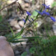 Stypandra glauca at Chiltern, VIC - 30 Oct 2021