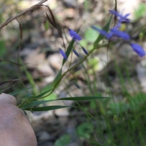 Stypandra glauca at Chiltern, VIC - 30 Oct 2021