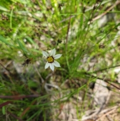 Sisyrinchium rosulatum (Scourweed) at Tennent, ACT - 1 Nov 2021 by gregbaines