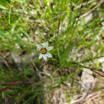 Sisyrinchium rosulatum (Scourweed) at Tennent, ACT - 1 Nov 2021 by gregbaines