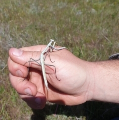 Mantis octospilota at Goorooyarroo NR (ACT) - 2 Nov 2021 by gregbaines