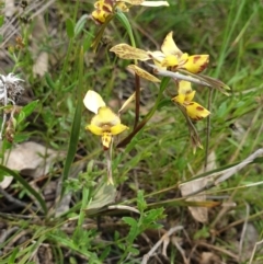 Diuris sp. (hybrid) (Hybrid Donkey Orchid) at Goorooyarroo NR (ACT) - 2 Nov 2021 by gregbaines