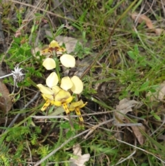 Diuris sp. (hybrid) at Throsby, ACT - 2 Nov 2021