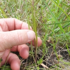 Diuris sp. (hybrid) at Throsby, ACT - 2 Nov 2021