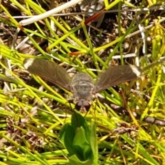 Comptosia sp. (genus) (Unidentified Comptosia bee fly) at Goorooyarroo NR (ACT) - 1 Nov 2021 by gregbaines