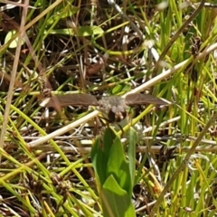 Comptosia sp. (genus) at Throsby, ACT - 2 Nov 2021 10:58 AM