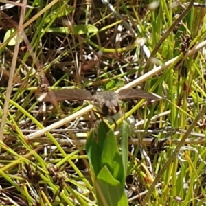 Comptosia sp. (genus) at Throsby, ACT - 2 Nov 2021 10:58 AM