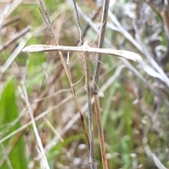 Platyptilia celidotus (Plume Moth) at Farrer Ridge - 1 Nov 2021 by gregbaines