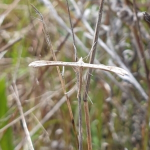 Platyptilia celidotus at Kambah, ACT - 1 Nov 2021