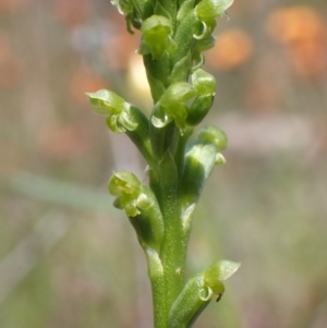 Microtis unifolia at Jerrabomberra, ACT - suppressed