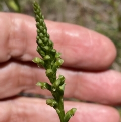 Microtis unifolia at Jerrabomberra, ACT - 1 Nov 2021