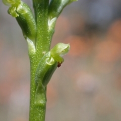 Microtis unifolia at Jerrabomberra, ACT - 1 Nov 2021