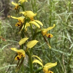 Diuris sulphurea (Tiger Orchid) at Wanniassa Hill - 1 Nov 2021 by AnneG1