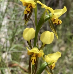 Diuris sulphurea at Jerrabomberra, ACT - suppressed