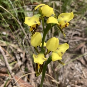 Diuris sulphurea at Jerrabomberra, ACT - 1 Nov 2021