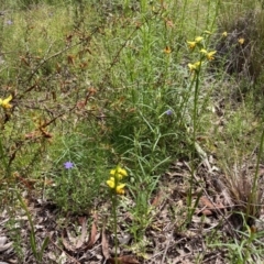 Diuris sulphurea at Jerrabomberra, ACT - suppressed