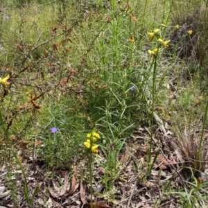 Diuris sulphurea at Jerrabomberra, ACT - 1 Nov 2021