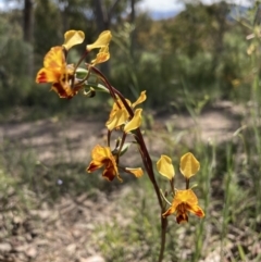 Diuris semilunulata (Late Leopard Orchid) at Farrer, ACT - 1 Nov 2021 by AnneG1