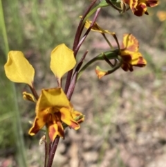 Diuris semilunulata at Farrer, ACT - 1 Nov 2021