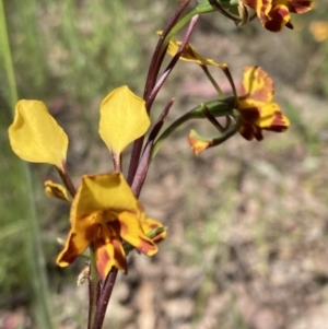 Diuris semilunulata at Farrer, ACT - 1 Nov 2021