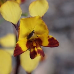 Diuris semilunulata (Late Leopard Orchid) at Farrer Ridge - 1 Nov 2021 by AnneG1