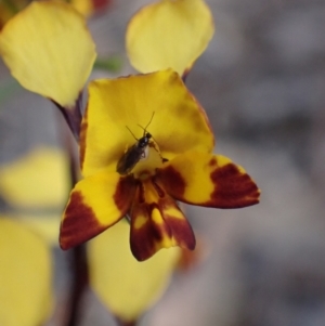 Diuris semilunulata at Farrer, ACT - 1 Nov 2021