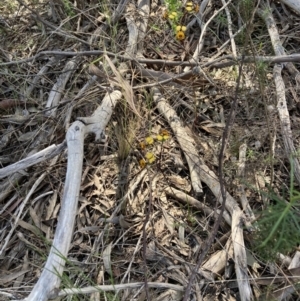 Diuris semilunulata at Farrer, ACT - 1 Nov 2021