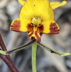 Diuris semilunulata at Farrer, ACT - 1 Nov 2021