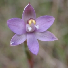 Thelymitra pauciflora (Slender Sun Orchid) at Farrer Ridge - 2 Nov 2021 by AnneG1