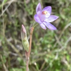 Thelymitra pauciflora at Farrer, ACT - 2 Nov 2021