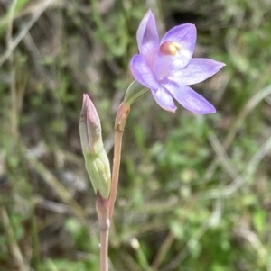 Thelymitra pauciflora at Farrer, ACT - suppressed