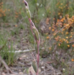 Thelymitra pauciflora at Farrer, ACT - suppressed