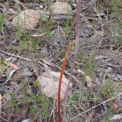 Thelymitra pauciflora at Farrer, ACT - suppressed