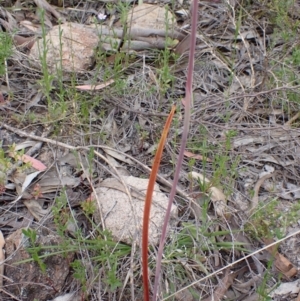 Thelymitra pauciflora at Farrer, ACT - 2 Nov 2021