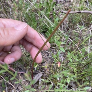 Thelymitra pauciflora at Farrer, ACT - suppressed