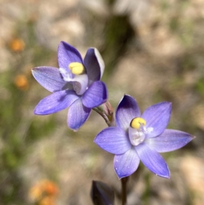 Thelymitra pauciflora (Slender Sun Orchid) at Farrer, ACT - 2 Nov 2021 by AnneG1