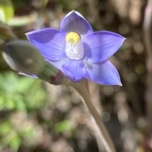 Thelymitra pauciflora at Farrer, ACT - suppressed