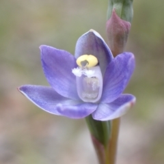 Thelymitra pauciflora at Farrer, ACT - 2 Nov 2021