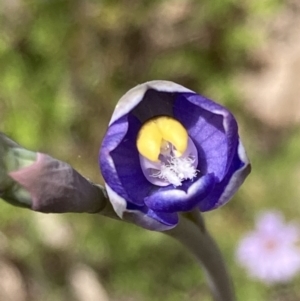 Thelymitra pauciflora at Farrer, ACT - 2 Nov 2021